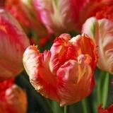 Papagajski tulipan: fotografija, opis, najbolje sorte